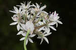 Meadow garlic